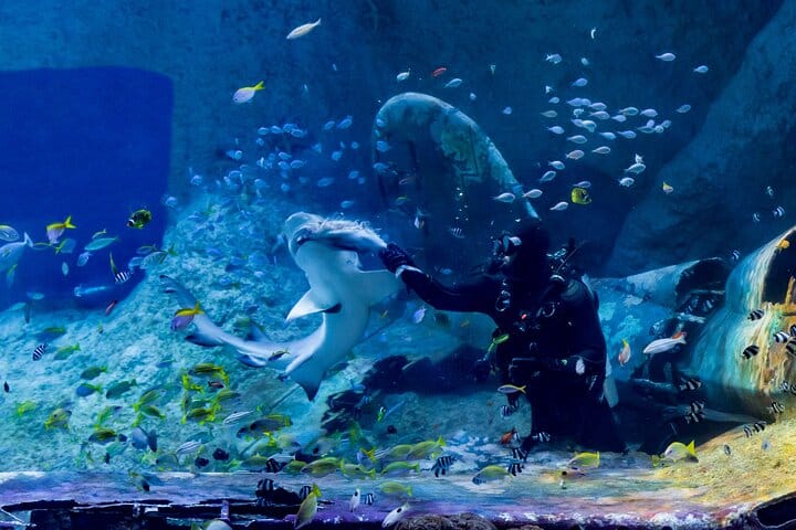 Abu Dhabi City Tour with the National Aquarium