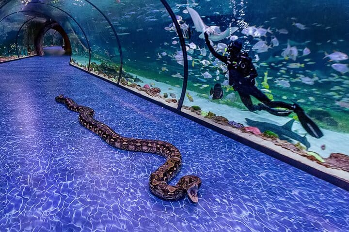 Abu Dhabi City Tour with the National Aquarium